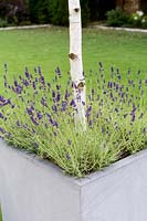 Betula utilis Jaquemontii in contemporary zinc 
containers, underplanted with Lavender 
