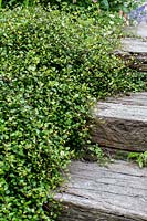 Muehlenbeckia complexa - Australian ivy - growing over wooden railway sleeper steps. 