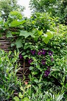 Garden in Large house in North London featuring Jasmine Clematis Etoile Violette
 Dwarf Olives Vitis vinifera trained on willow hurdle 
