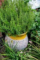 Front garden of Large house in North London Rosmarinus officinalis in ceramic 
container 

