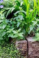 Mentha officinalis and Muelhenbeckia complexa in North London garden