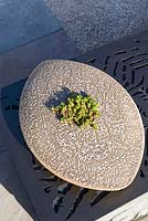 Succulent in stoneware planter by Mark de la Torre - Royal Porcelain Works 'The Collector's Garden', RHS Malvern Spring Festival, 2018.