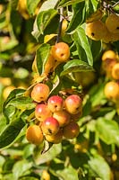 Malus 'Butterball' - Crab Apple fruit.