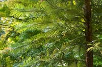 Wollemia nobilis - 'Wollemi pine'