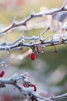 Berberis - Barberry berries in frost, Scotland