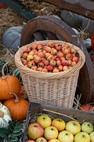 Basket of harvested crab apples surrounded by other autumn fruit and vegetables. 
