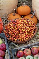 Basket of harvested crab apples surrounded by other autumn fruit and vegetables.