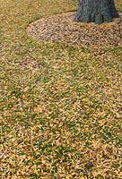 Gleditsia triacanthos f. inermis 'Sunburst' - fallen leaves