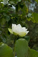 Nelumbo nucifera - Lotus flower at RHS Wisley Gardens - July - Surrey