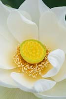 Nelumbo nucifera - Lotus flower 