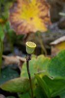 Nelumbo nucifera - Lotus seed pod 