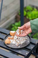 Woman crushing egg shells to use for slug prevention purposes. 