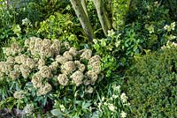 Multi-stemmed tree underplanted with  Skimmia 'Fragrant Cloud', ferns, Euphorbia, Hellebores and  Narcissus 'Minnow'  -  The Landform Spring Garden - Ascot Spring Garden Show, 2018 