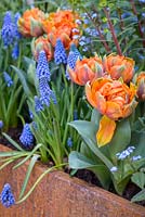 Tulipa 'Orange Princess' and Muscari armeniacumin 