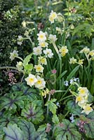 Narcissus 'Minnow' and  Heucherella 'Tapestry' - 'The Landform Spring' Garden - Ascot Spring Garden Show, 2018. 