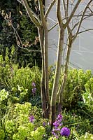 Multi-stemmed Amelanchier lamarckii  underplanted with Euphorbia x martinii, Erysimum and Helleborus - 'The Courtyard' garden, Ascot Spring Garden Show, 2018.