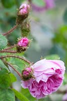 Rosa 'Gloire des Mousseux' - Moss rose