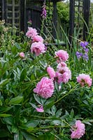 Paeonia lactiflora 'Sarah Bernhardt' - Peony 