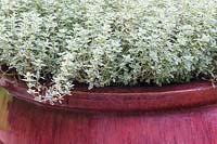 Variegated thyme in a red pot.