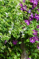 Clematis viticella 'Alba Luxurians' with Clematis 'Etoile Violette'.