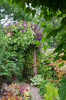 Clematis 'Etoile Violette' and 'Alba Luxurians' on archway
