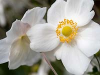 Anemone x hybrida 'Honorine Jobert' - Japanese anemone 'Honorine Jobert'