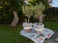 Wrapped up pots containing olive trees ready for overwintering.