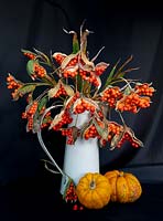 Autumnal arrangement in enamel jug with cut Iris foetidissima - stinking Iris - and pumpkins 