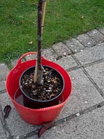 Soaking potted crab apple tree before planting. 