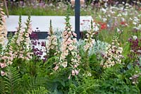 Digitalis 'Sutton Apricot' surrounded by other herbaceous perennials in show garden - 'A Family Garden', sponsored by CCLA, RHS Chatsworth Flower Show, 2018.