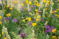 Mixed planting of Geum 'Lady Stratheden', Iris sibirica 'Blue KIng' and Primula beesiana - The Great Outdoors Garden, Sponsered by Allgreen Group Handspring Design Knowl Park Nurseries, RHS Chatsworth Flower Show, 2018. 
