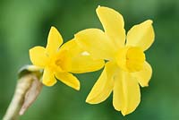 Narcissus fernandesii - Daffodil