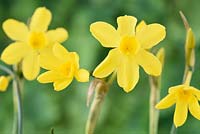 Narcissus fernandesii -  Daffodil 