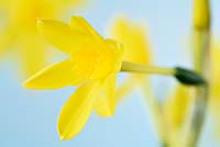 Narcissus fernandesii - Daffodil 