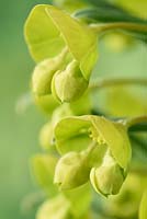 Euphorbia characias subsp. wulfenii  Mediterranean spurge