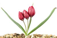 Tulipa humilis  'Lilliput' in gravel