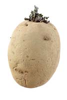 Solanum tuberosum 'Maris Bard' - Potato chitted seed potato