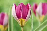 Tulipa humilis  'Persian Pearl'