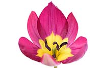 Tulipa humilis 'Persian Pearl' - tulip 'Persian Pearl'