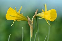Narcissus bulbocodium subsp. bulbocodium var. conspicuus -  Hoop petticoat daffodil  