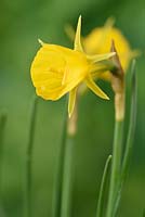Narcissus bulbocodium subsp. bulbocodium var. conspicuus - Hoop petticoat daffodil 