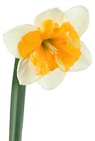 Narcissus  'Good Success' -  Daffodil 