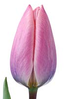 Tulipa 'Light and Dreamy'- Darwin Hybrid Group