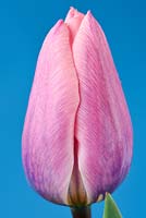 Tulipa  'Light and Dreamy' - Tulip 