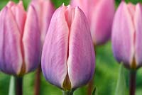 Tulipa 'Light and Dreamy' - Darwin hybrid group Tulip