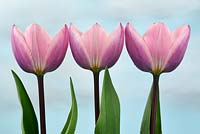 Tulipa  'Light and Dreamy' - Tulip  