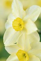 Narcissus x tenuior - slender narcissus