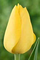 Tulipa  'Conqueror' - Tulip  