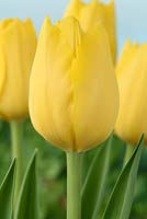 Tulipa  'Conqueror'  Tulip