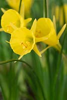 Narcissus bulbocodium subsp. bulbocodium var. conspicuus - Hoop petticoat daffodil
